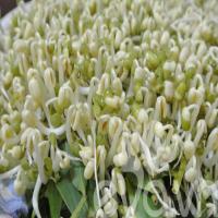 Tự làm giá đỗ tại nhà
